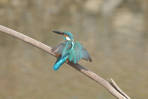 DSC_4058_00001