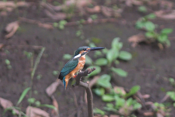 DSC_3612_00004