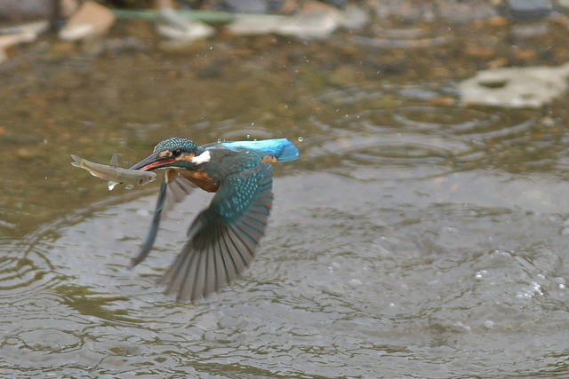 DSC_5596_00004