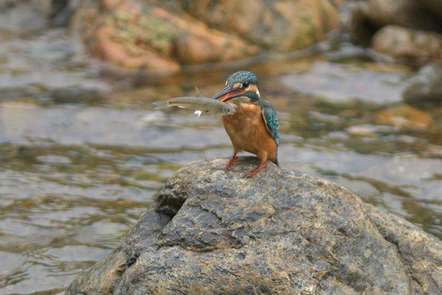 DSC_5614_00002