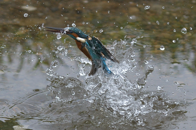 DSC_5875_00003