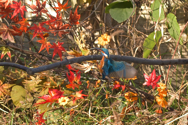 DSC_3199_00001