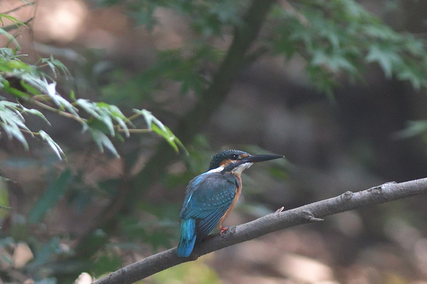 DSC_3884_00001