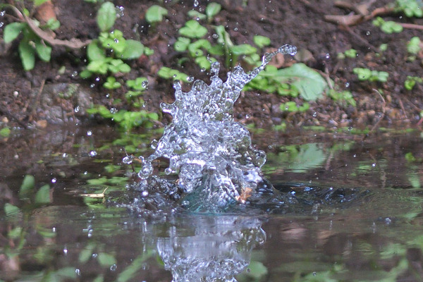 DSC_3603_00003