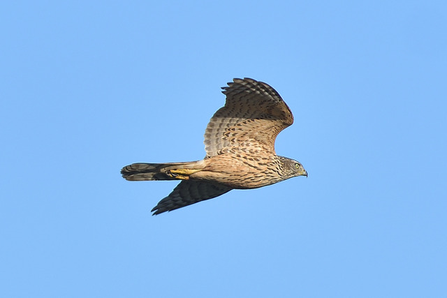DSC_2862_00004