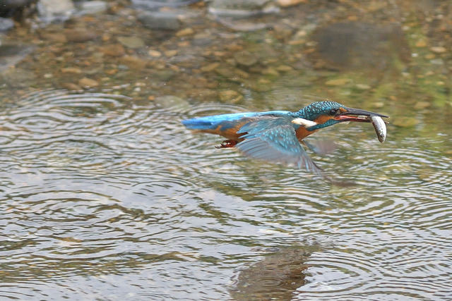 DSC_6281_00003