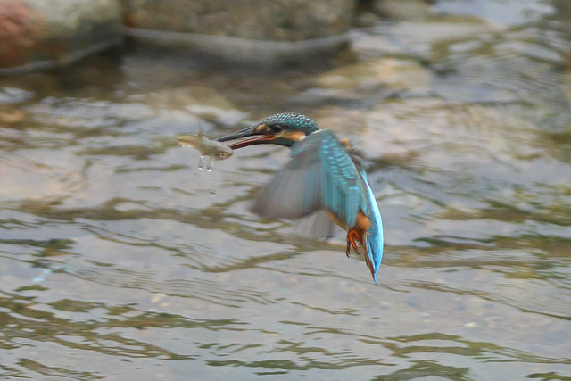DSC_5603_00005
