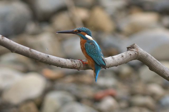 DSC_5858_00005