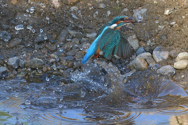 DSC_3098_00003