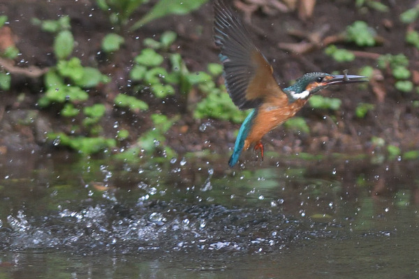 DSC_3490_00002