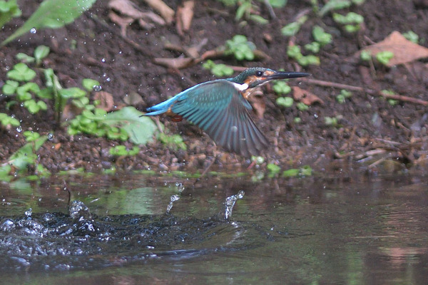 DSC_3606_00006