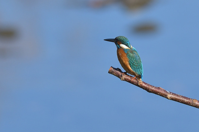 DSC_2971_00001