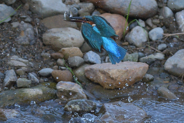 DSC_3178_00004