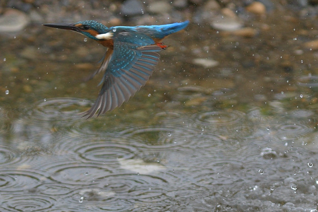 DSC_5877_00005