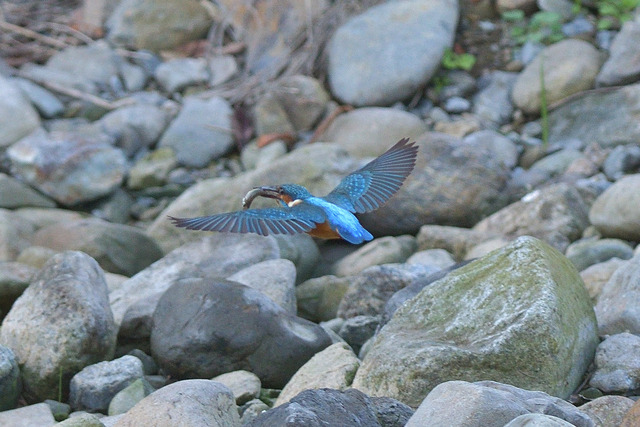 DSC_3192_00005