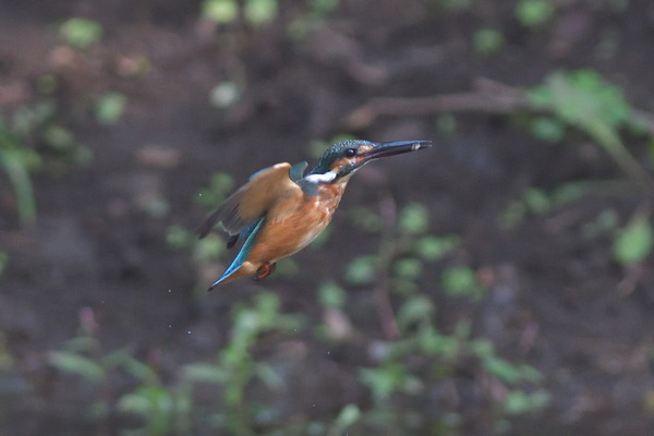 DSC_3916_00001