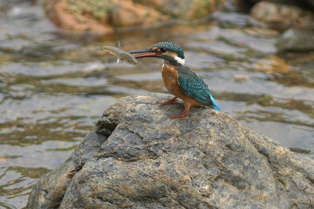 DSC_5611_00001