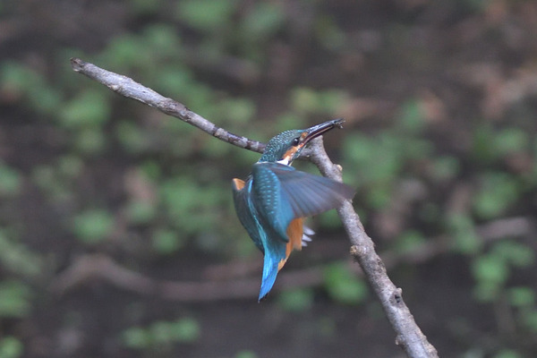 DSC_3920_00004