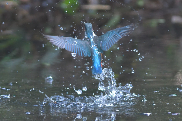 DSC_3865_00001