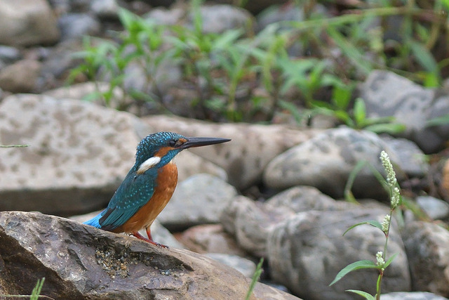 DSC_6047_00001