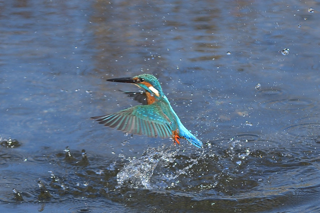 DSC_3063_00006
