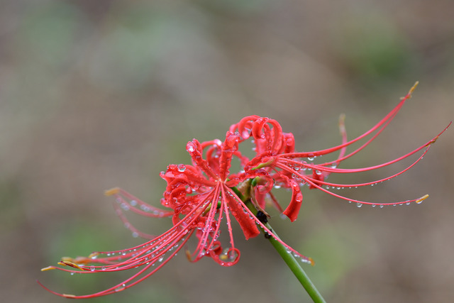 DSC_6000_00003