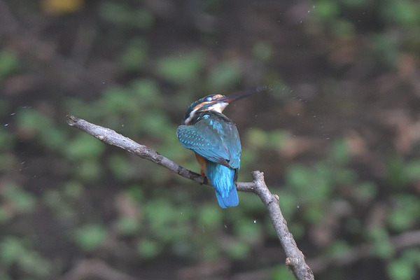 DSC_3930_00001