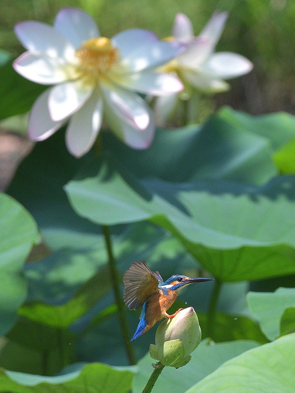 DSC_1002