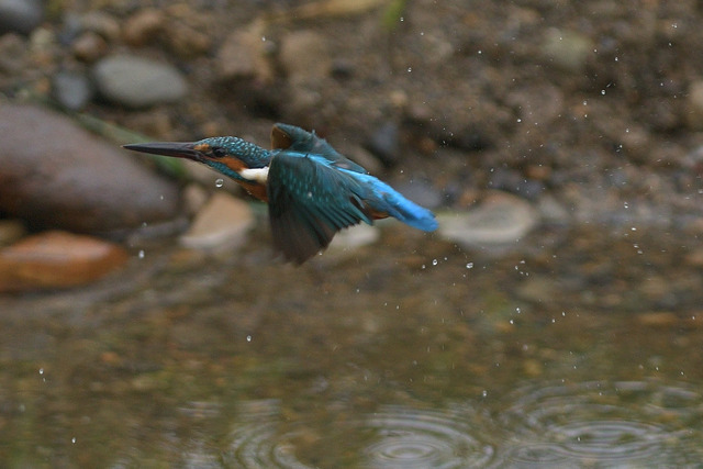 DSC_5878_00006