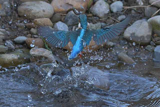 DSC_3177_00003