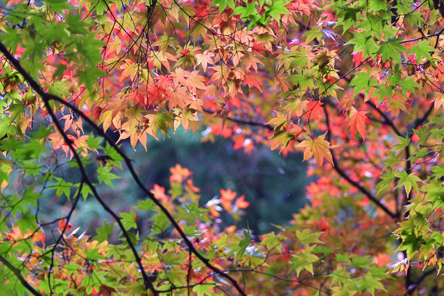 DSC_3227_00001