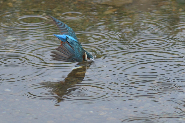 DSC_6026_00002