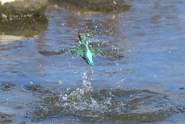 DSC_2980_00002