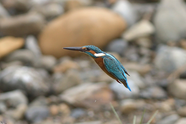 DSC_5855_00002