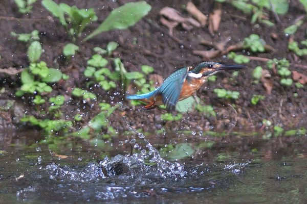 DSC_3605_00005