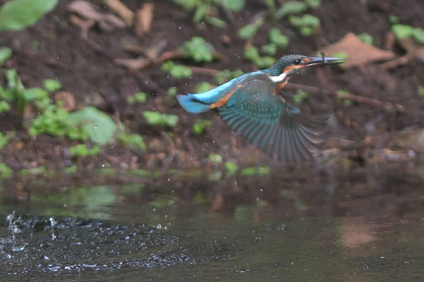 DSC_3491_00003
