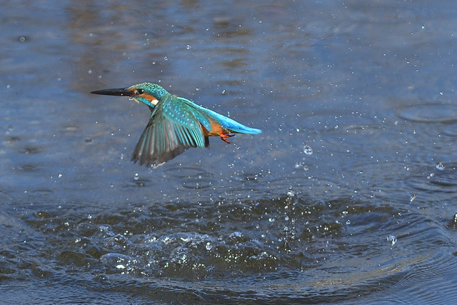 DSC_3064_00007