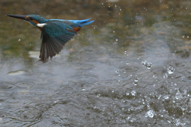 DSC_5849_00005