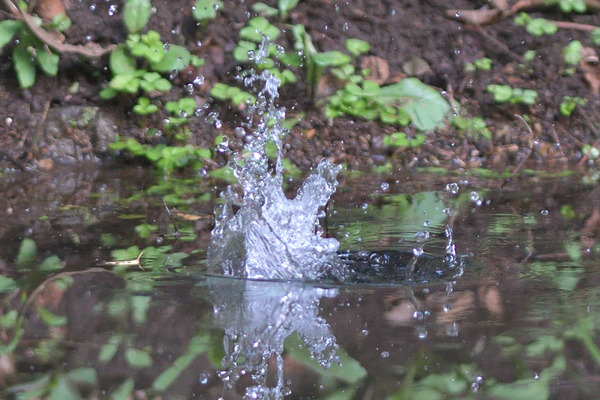 DSC_3602_00002