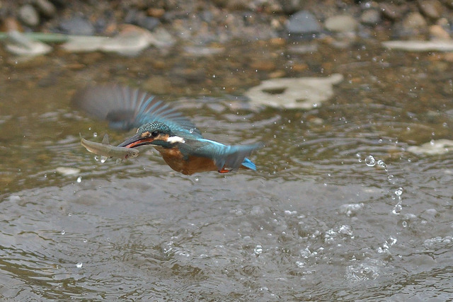DSC_5595_00003