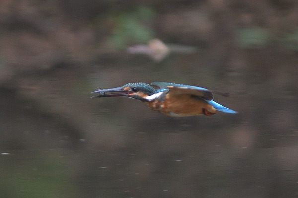 DSC_3542_00001