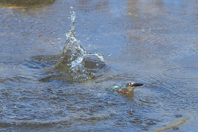 DSC_2984_00006