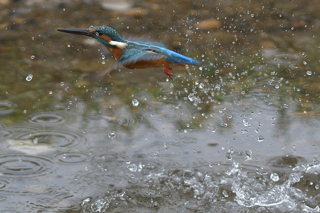 DSC_5876_00004