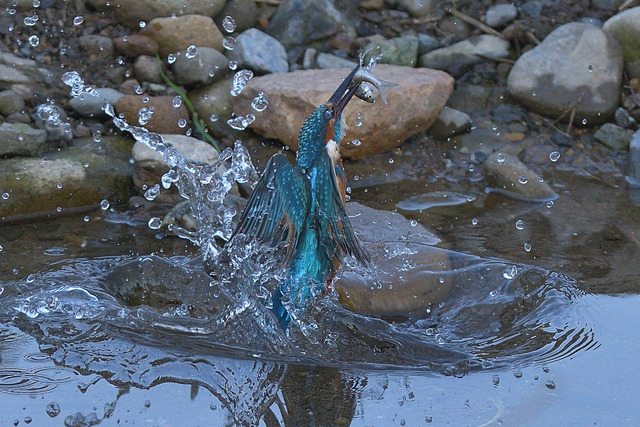 DSC_3176_00002