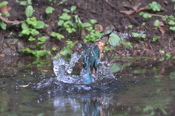 DSC_3604_00004