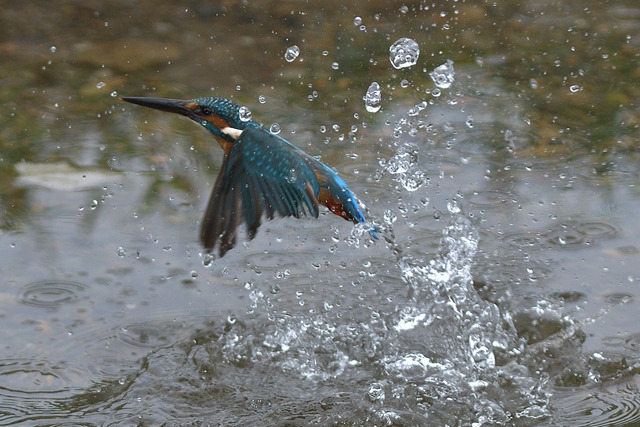 DSC_5848_00004