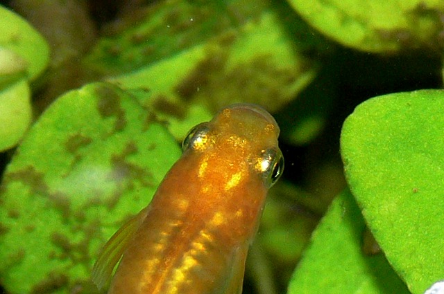 ヒメダカの至福 : Tokuzeのメダカ飼育日記(屋外でメダカを飼 ヒメダカの至福 : Tokuzeのメダカ飼育日記(屋外でメダカを飼