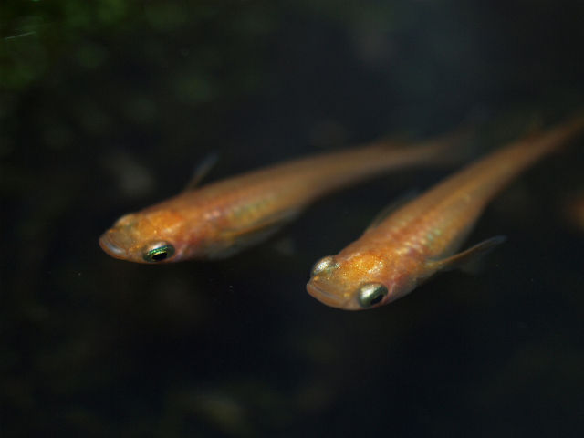 P4268527