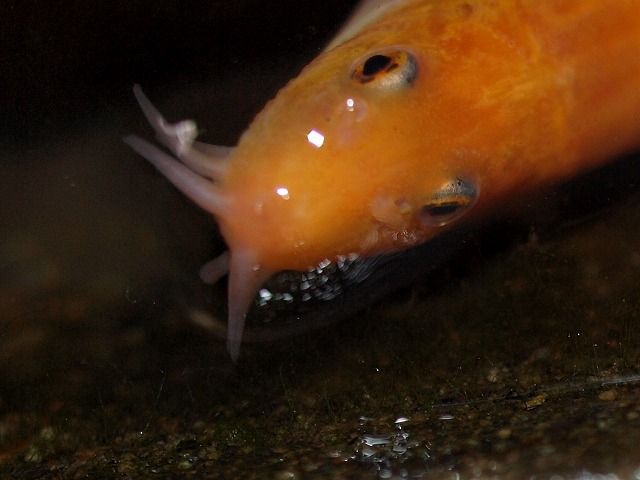 P6252914