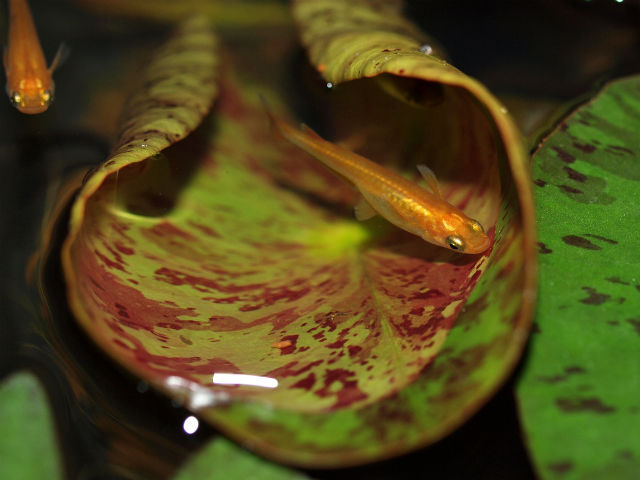 P5259415